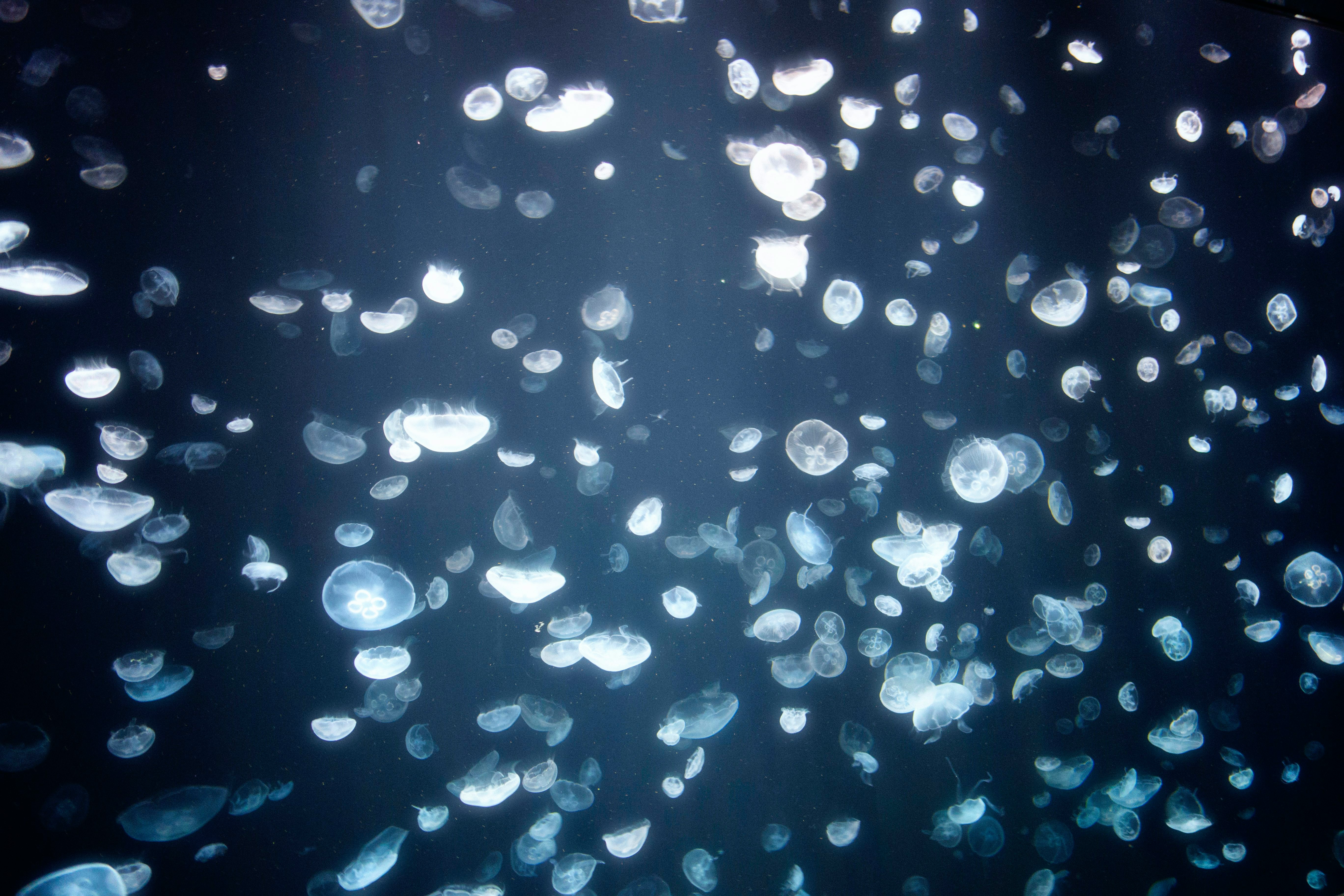 Vue nocturne sur les néons animés et les rues du quartier Dotonbori à Osaka