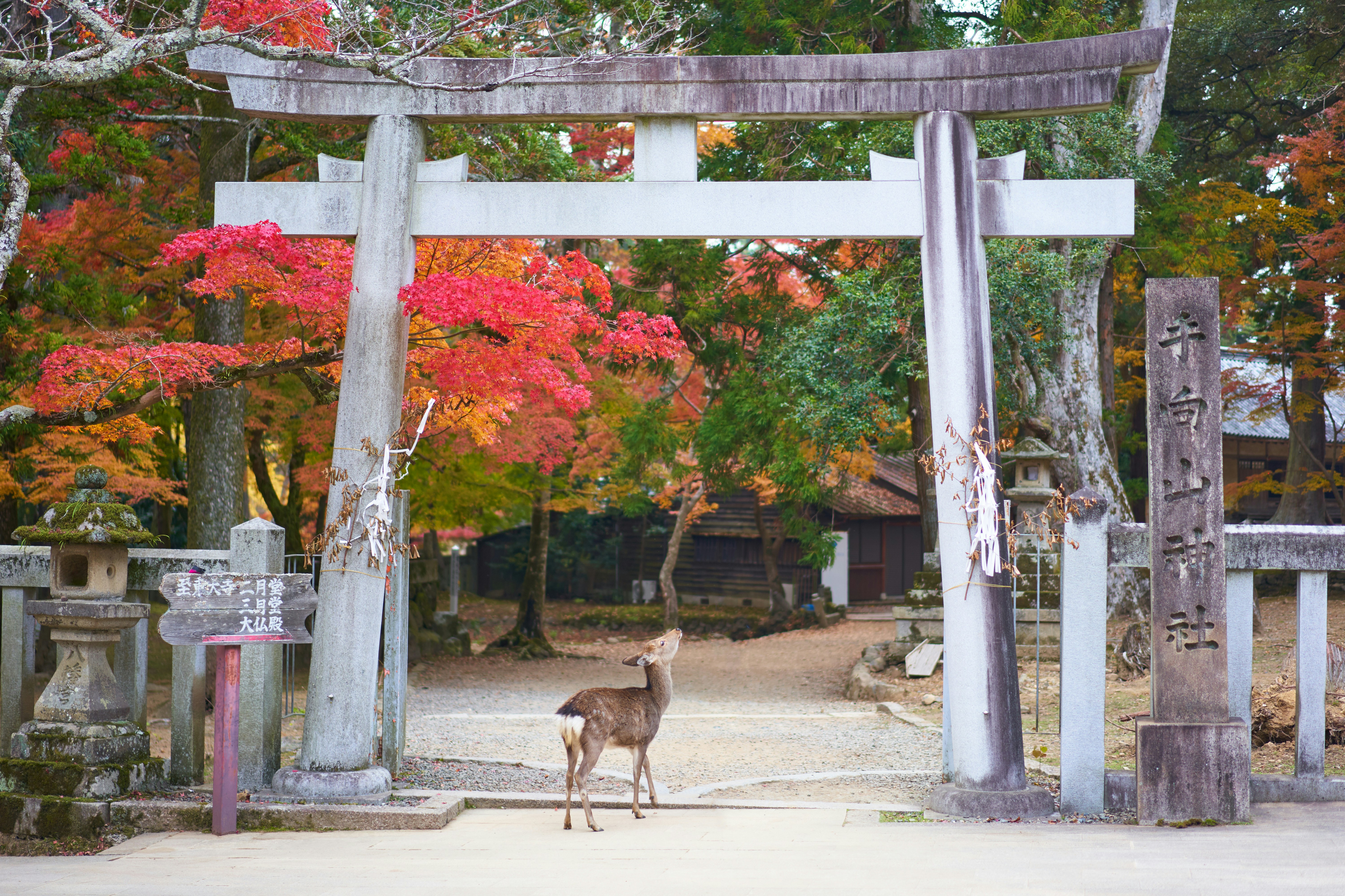 Cerf dans un parc de Nara avec un temple en arrière-plan